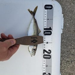 久しぶりの入れ食い