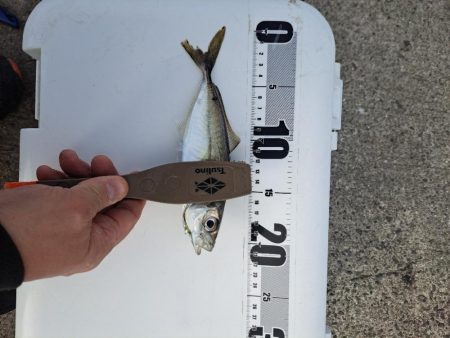 久しぶりの入れ食い