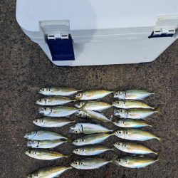 吹雪でも釣れる