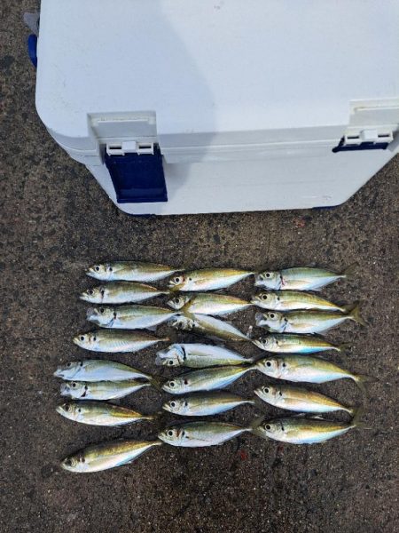 吹雪でも釣れる