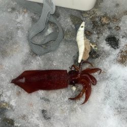 ヤリイカ　ケンサキ（お）