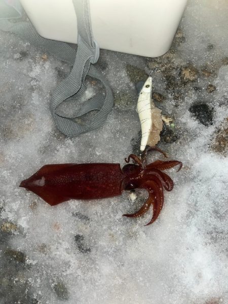 ヤリイカ　ケンサキ（お）