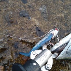 数カ月ぶりの釣果