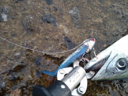 数カ月ぶりの釣果