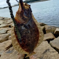 フラットフィッシュ狙い🎣