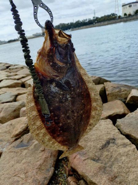 フラットフィッシュ狙い🎣