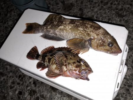 でかいアイナメを求めて