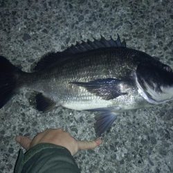 寒波後のフロートメバリング