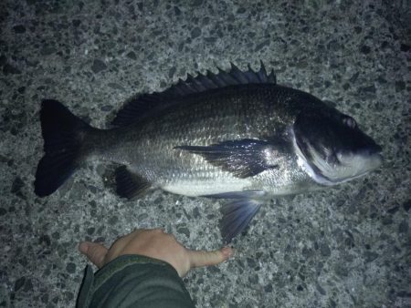 寒波後のフロートメバリング