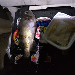 癒し、、、否、極寒のメバル