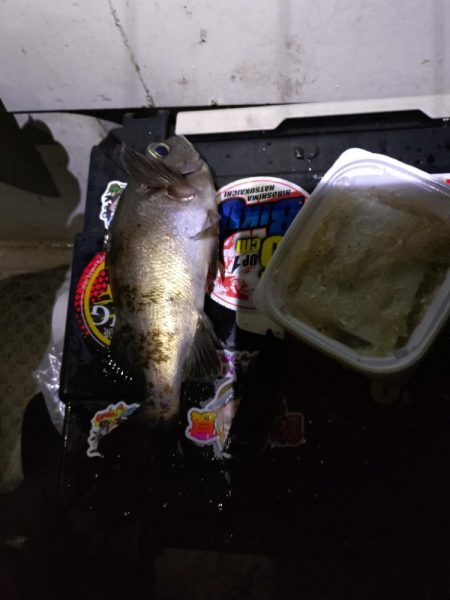 癒し、、、否、極寒のメバル