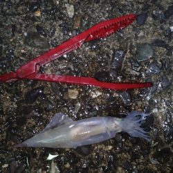 ヤリイカエギング