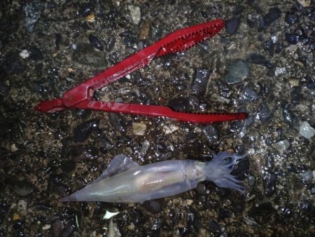 ヤリイカエギング