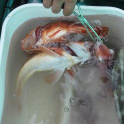 甘鯛釣れたよ(^^)/