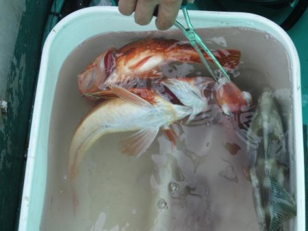 甘鯛釣れたよ(^^)/