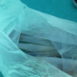 サバ　クーラー満タン(^_-)-☆　イカ10～15杯