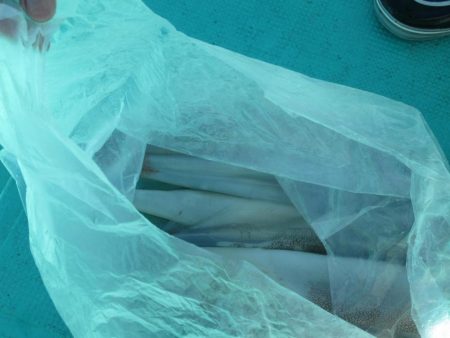 サバ　クーラー満タン(^_-)-☆　イカ10～15杯