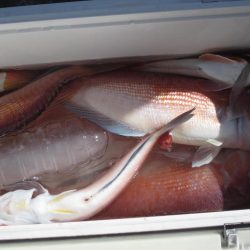 甘鯛、根魚など　14匹(^^)/