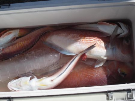 甘鯛、根魚など　14匹(^^)/