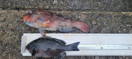 和歌山市江（吉丸渡船）でグレ釣り