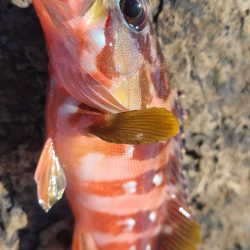 和歌山市江（吉丸渡船）でグレ釣り