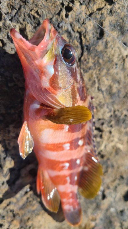 和歌山市江（吉丸渡船）でグレ釣り
