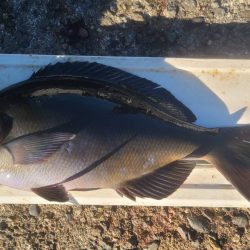 和歌山市江(吉丸渡船)でグレ釣り