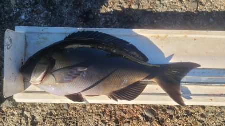 和歌山市江(吉丸渡船)でグレ釣り
