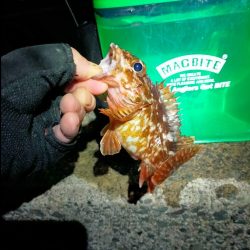 鯵道5G_72Hでフロートアジングに初挑戦