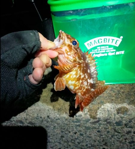 鯵道5G_72Hでフロートアジングに初挑戦