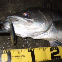 今年初シーバス釣行で…