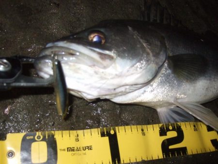 今年初シーバス釣行で…