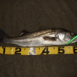 ボラが増えてきた