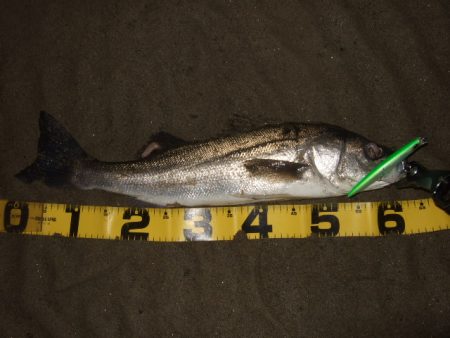 ボラが増えてきた