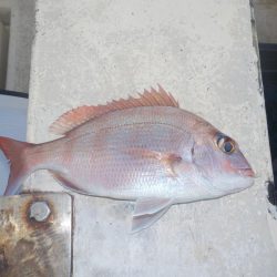 メバルサビキ第2戦