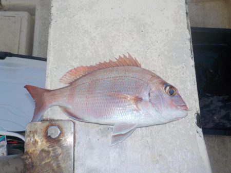 メバルサビキ第2戦