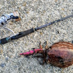 コウイカエギングえ