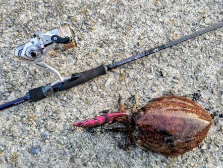 コウイカエギングえ