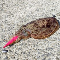 コウイカエギング