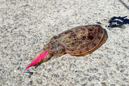 コウイカエギング