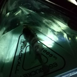 メバルシーズン到来