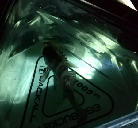 メバルシーズン到来