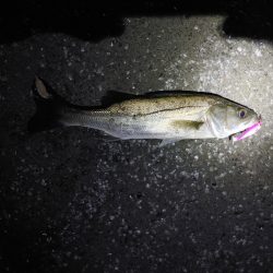 今年初めての釣果です フッコ2匹