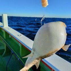 カットウフグ☆えさ政より