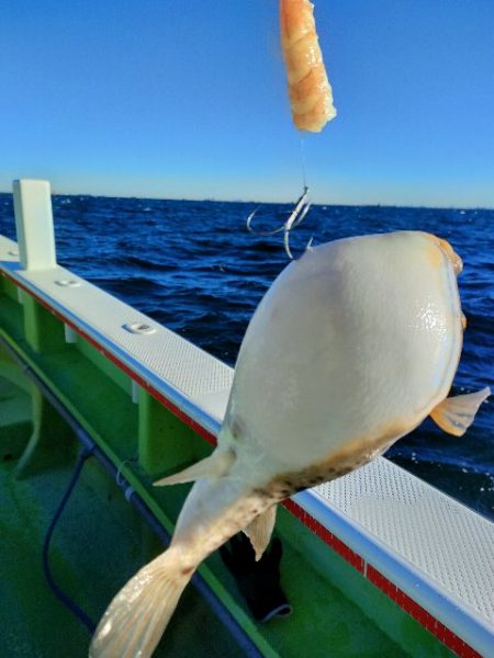 カットウフグ☆えさ政より