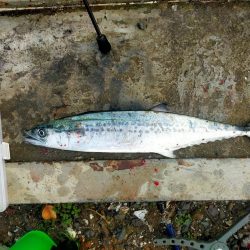 今年初のサゴシ