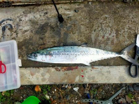 今年初のサゴシ