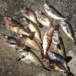 久しぶりの釣りはメバル