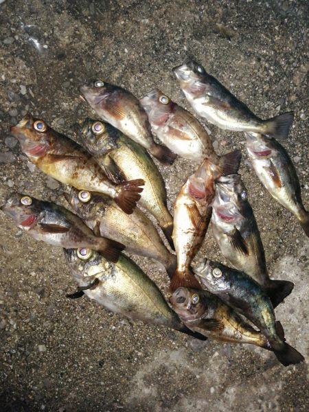 久しぶりの釣りはメバル