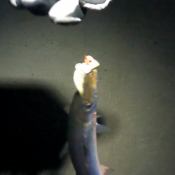 ★★カマス入れ掛で楽し過ぎ★★